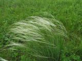 Stipa pennata. Цветущее растение. Пермский край, Кунгурский р-н, окр. с. Филипповка, северная часть Кунгурской лесостепи, гора Ледяная, южный склон. 14.06.2013.