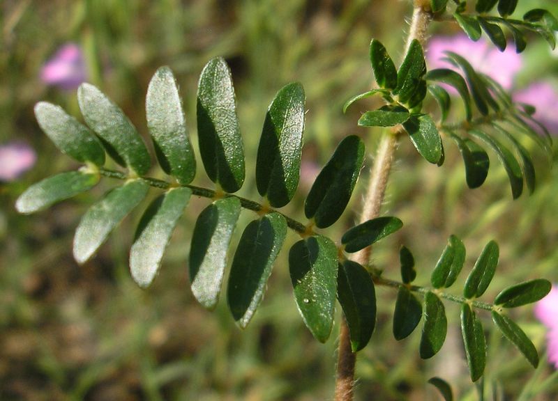 Изображение особи Tribulus terrestris.