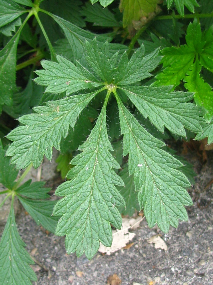 Image of genus Potentilla specimen.