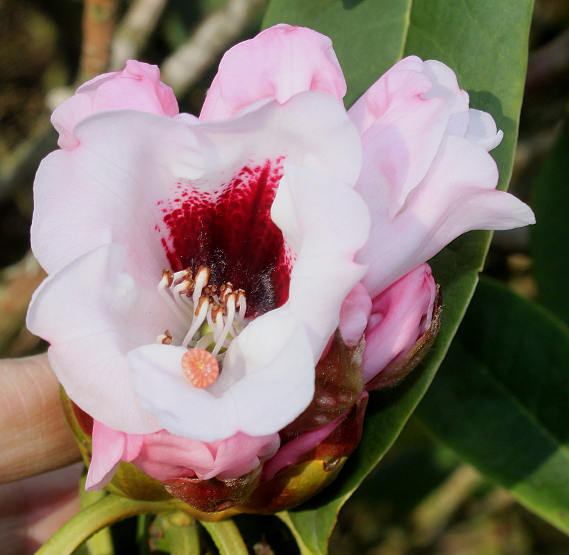 Image of Rhododendron calophytum specimen.