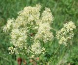 Thalictrum flavum. Соцветие с фуражирующей пчелой. Восточный Казахстан, Уланский р-н, окр. с. Украинка. 06.07.2008.