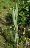 Arundo donax. Молодой побег. Германия, г. Дюссельдорф, Ботанический сад университета. 04.05.2014.