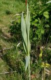 Arundo donax