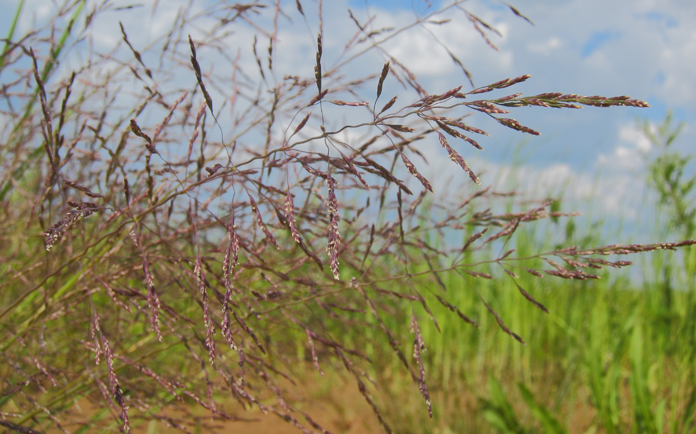 Изображение особи Puccinellia distans.