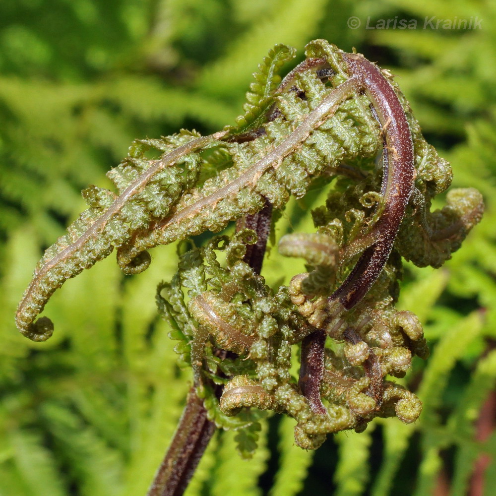 Изображение особи род Athyrium.