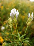 Trigonella procumbens. Верхушка растения с соцветиями. Крым, Симферополь, Петровские скалы. 19.06.2014.