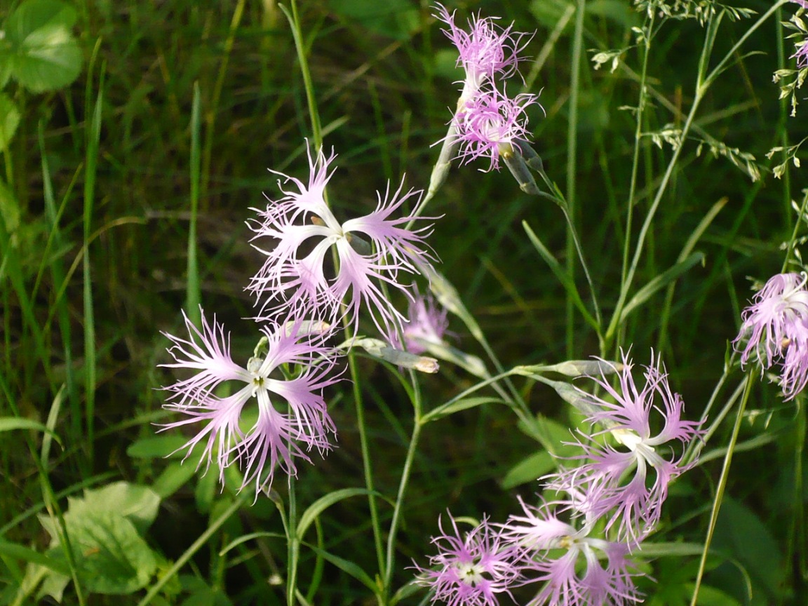 Image of Dianthus superbus specimen.