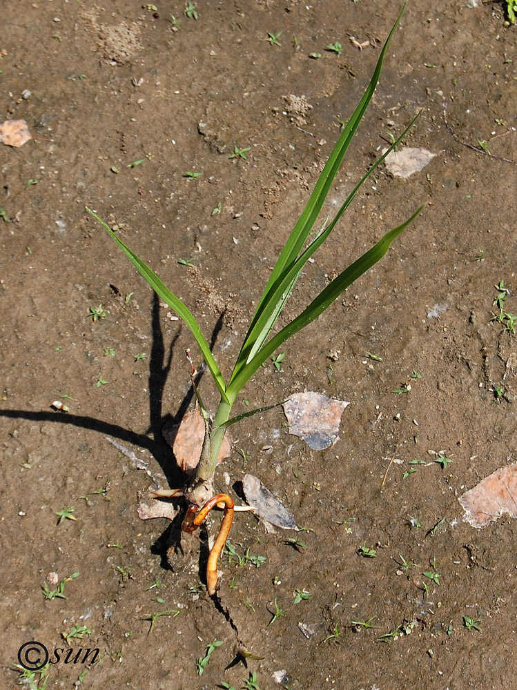 Image of Bolboschoenus planiculmis specimen.