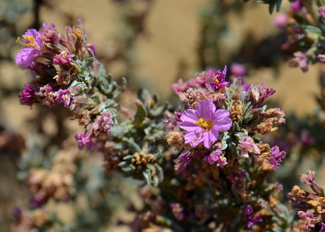 Image of Frankenia hirsuta specimen.