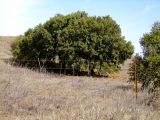 Quercus boissieri. Плодоносящее дерево. Израиль, Голанские высоты. 21.10.2010.