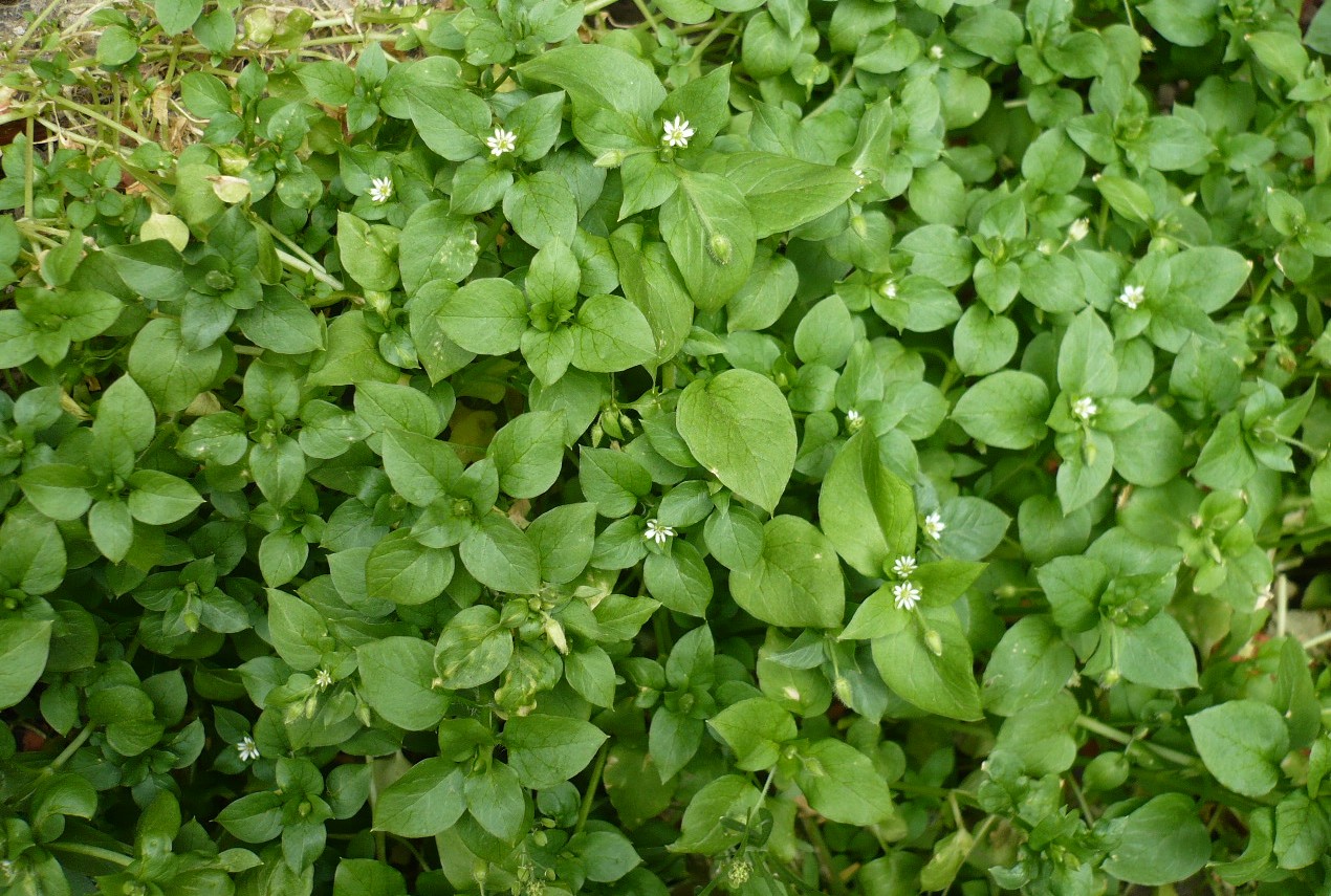 Image of Stellaria media specimen.