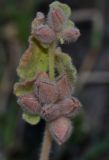 Image of taxon representative. Author is Татьяна Мальчинская