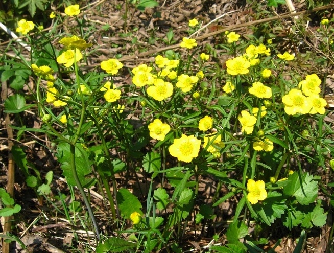 Изображение особи Ranunculus monophyllus.