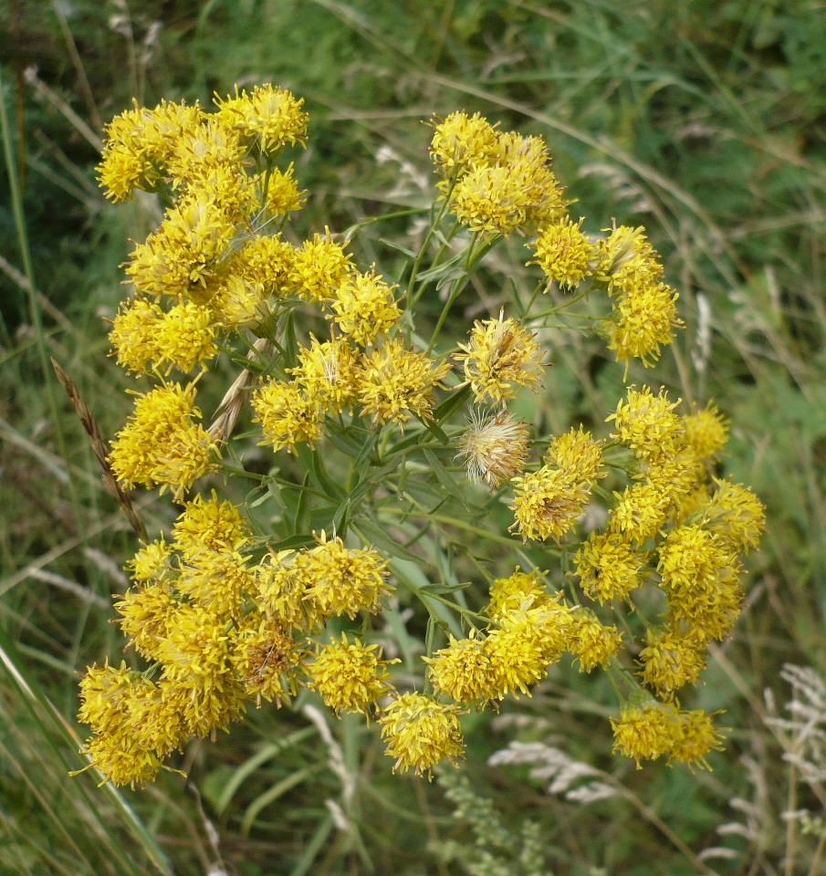 Image of Galatella biflora specimen.