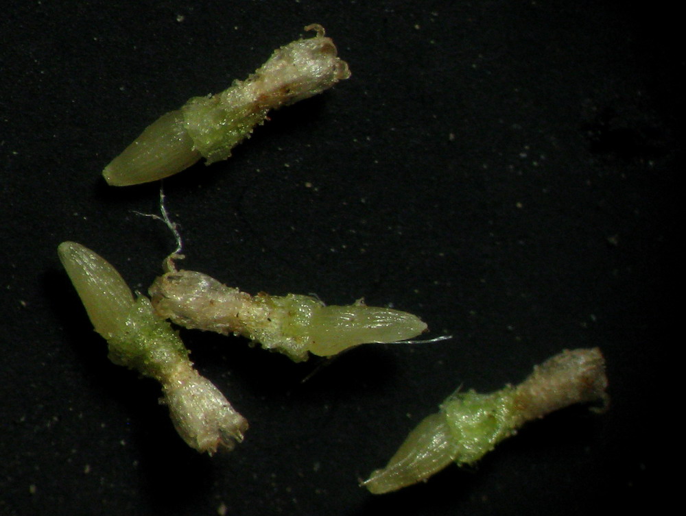 Image of Artemisia jacutica specimen.