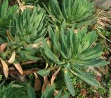 Euphorbia glaberrima. Вегетативные побеги. Абхазия, долина Мцра, 2080 м н.у.м., альпика. 19.08.2014.