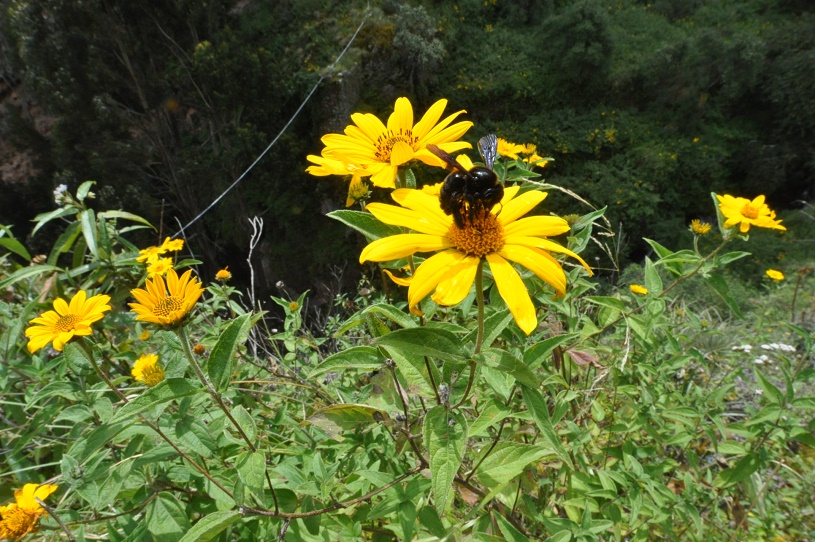 Image of familia Asteraceae specimen.