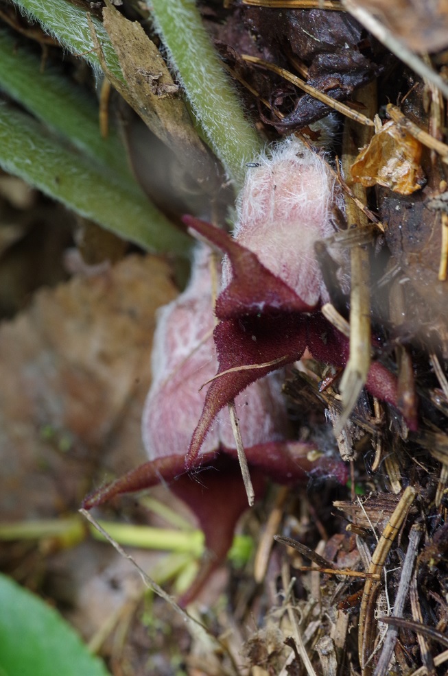 Изображение особи Asarum canadense.