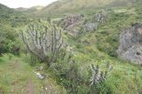 род Austrocylindropuntia. Вегетирующие растения. Перу, Анды, археологический памятник Тамбомачай. 14 марта 2014 г.