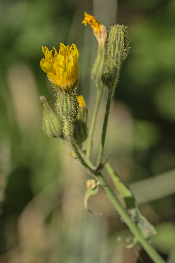 Изображение особи Sonchus palustris.