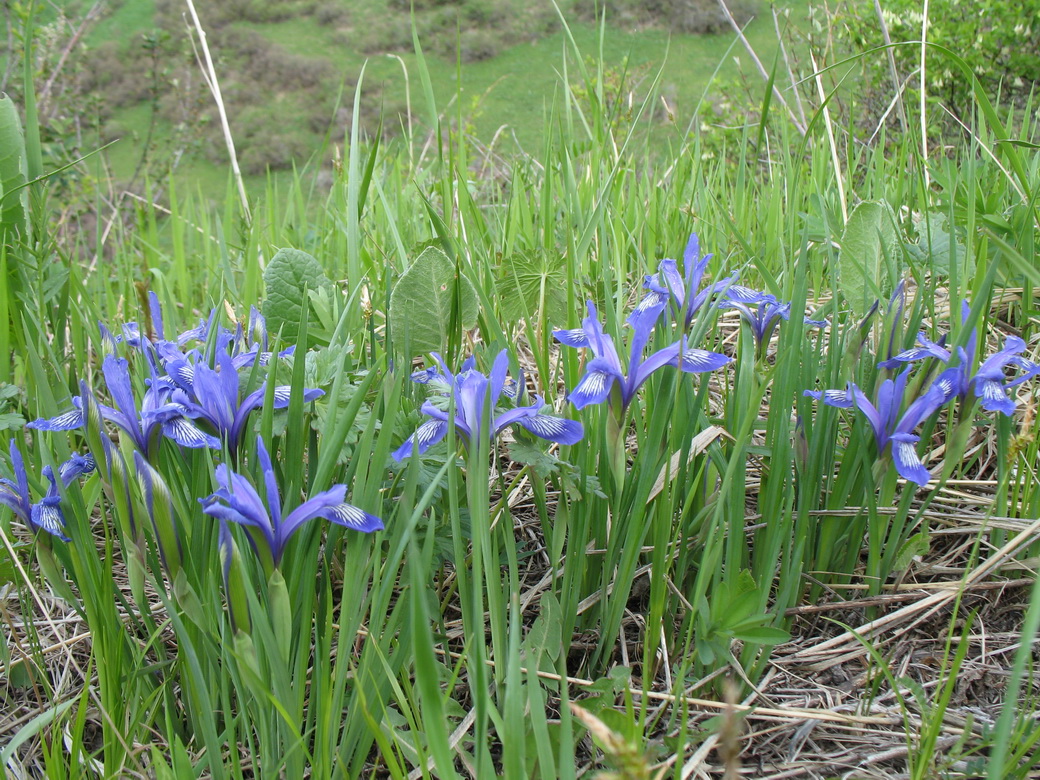 Изображение особи Iris ruthenica.