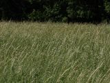 Arrhenatherum elatius. Суходольный луг с доминированием райграса. Белгородская обл., \"Лес на Ворскле\". 27.06.2009.