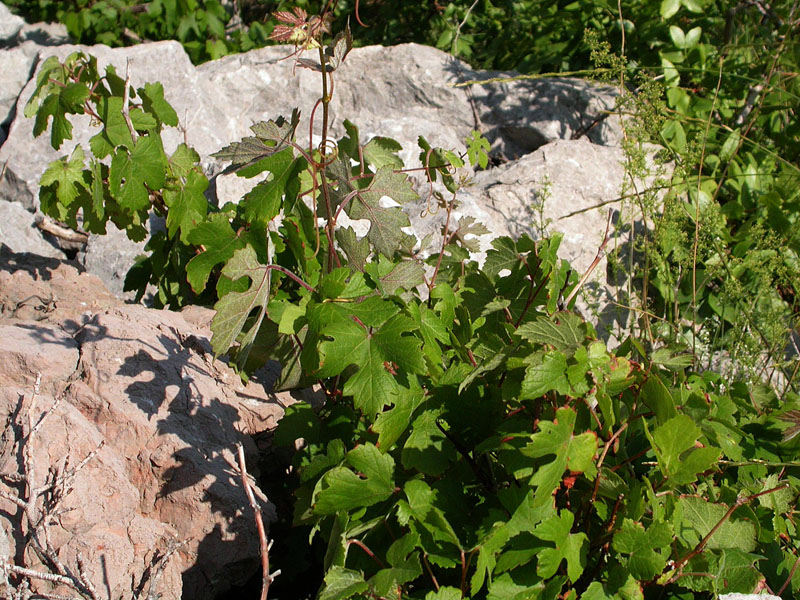 Image of Vitis gmelinii specimen.