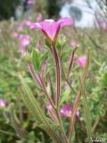 Epilobium villosum