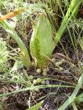 Iris pumila