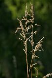 Poa angustifolia. Верхушки высохших побегов соплодиями. Белгородская обл., пос. Борисовка, остепнённый суходольный луг. 27.06.2009.