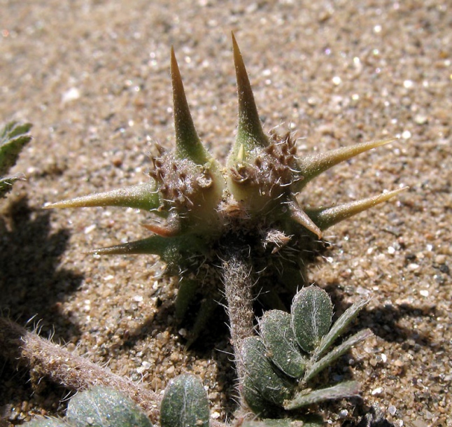 Изображение особи Tribulus terrestris.