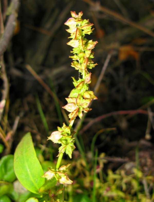 Image of Atriplex nudicaulis specimen.