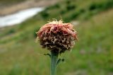 Stemmacantha carthamoides. Отцветшее соцветие. Алтайский край, Змеиногорский р-н, пос. Андреевский, горный луг. 16 августа 2008 г.