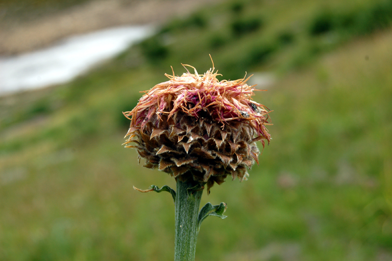 Изображение особи Stemmacantha carthamoides.