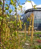 genus Betula. Побеги с соцветиями с уже опадающими цветками. Санкт-Петербург, Ботанический сад БИН РАН, Сад непрерывного цветения (Северный двор). 03.05.2014.
