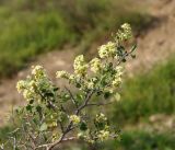 Atraphaxis pyrifolia. Ветка с соцветиями. Чуйская обл., лог между склонами восточнее с. Орто-Сай. 29.04.2015.