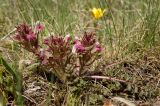 Pedicularis semenowii. Цветущее растение. Кыргызстан, долина р. Кекемерен, первый каньон, выше пос. Кызыл-Ой. 4 мая 2015 г.