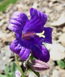 Campanula woronowii