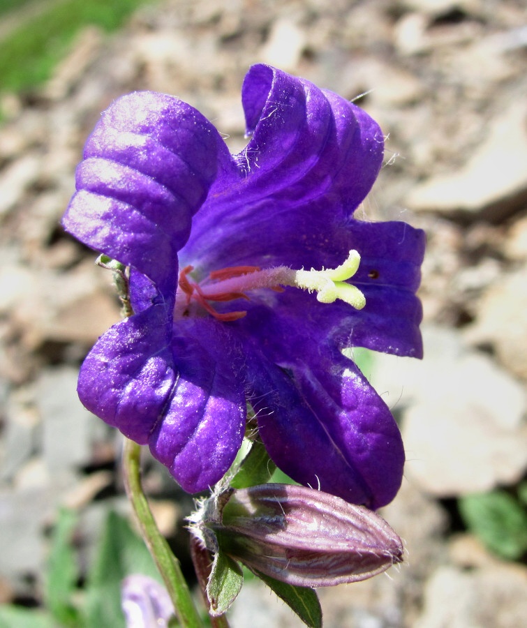 Image of Campanula woronowii specimen.