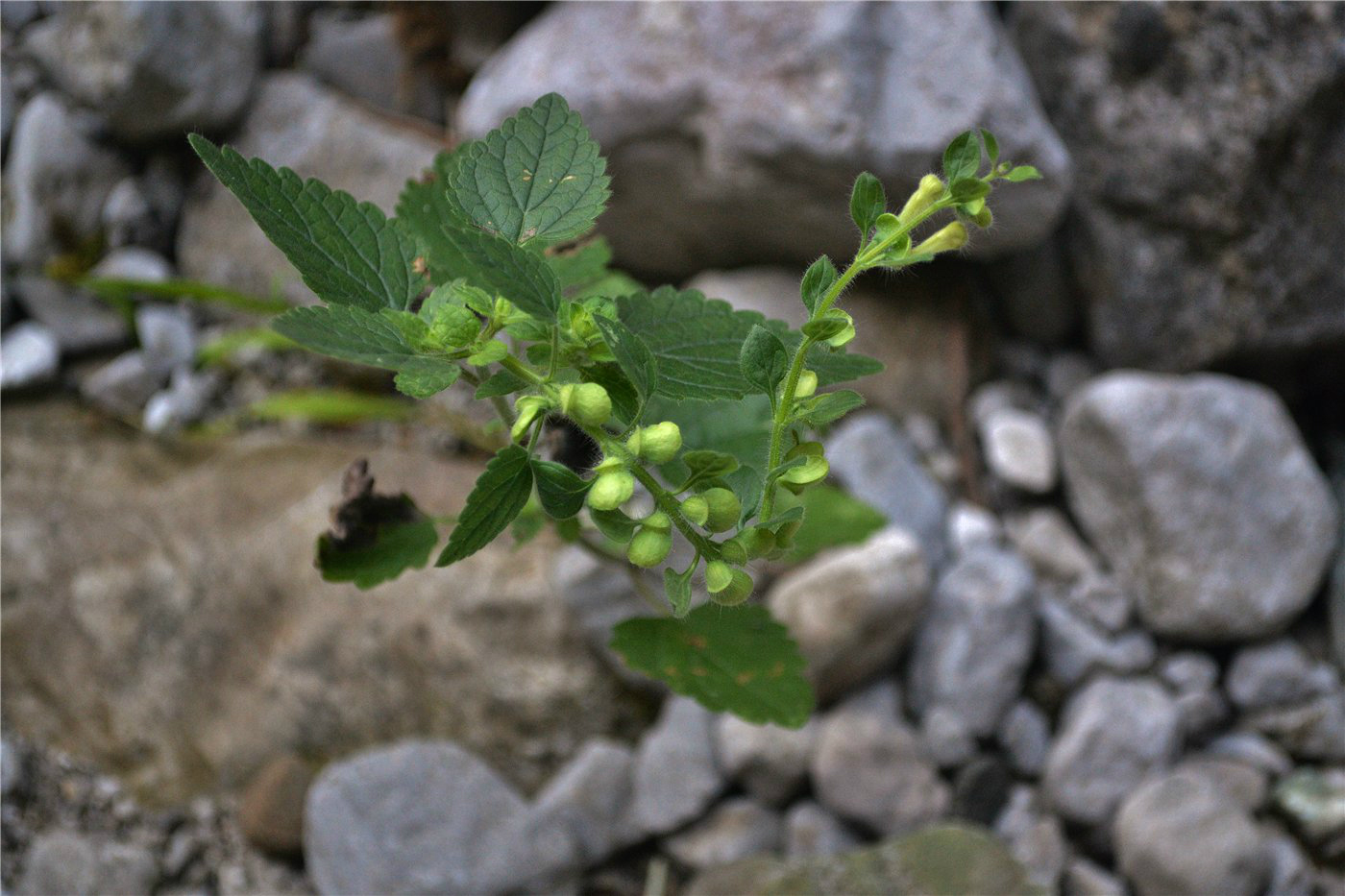 Изображение особи Scutellaria albida.