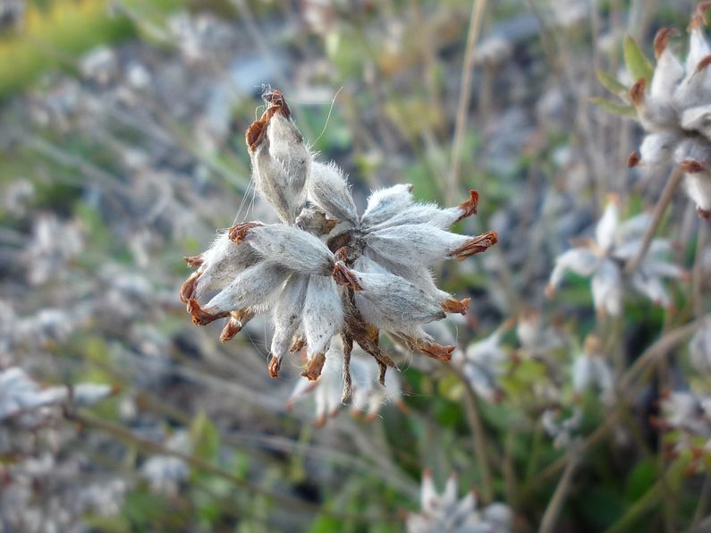 Изображение особи Anthyllis arenaria.