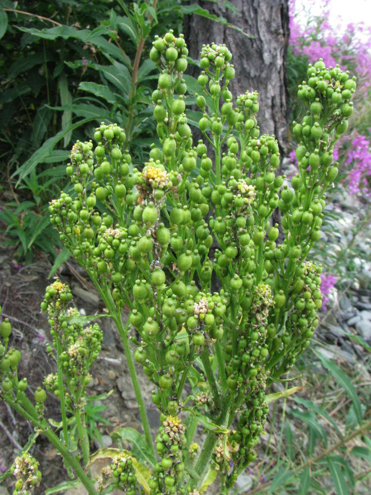 Image of Rorippa barbareifolia specimen.