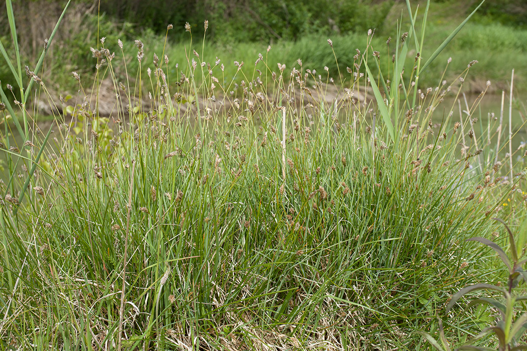 Изображение особи Sesleria caerulea.