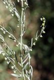 Artemisia absinthium. Часть стебля с соцветиями-корзинками. Южный Казахстан, горы Алатау (Даубаба), Западное ущелье. 23.06.2014.