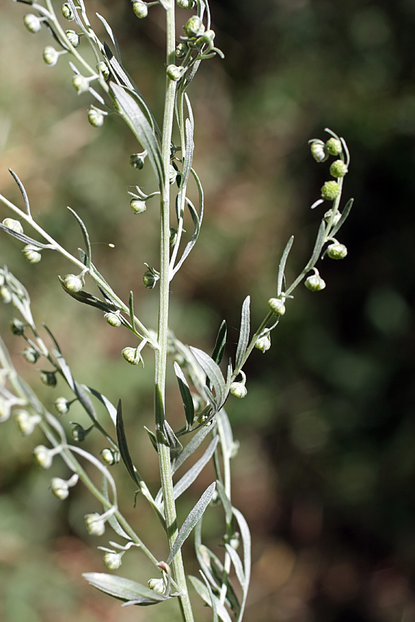 Image of Artemisia absinthium specimen.