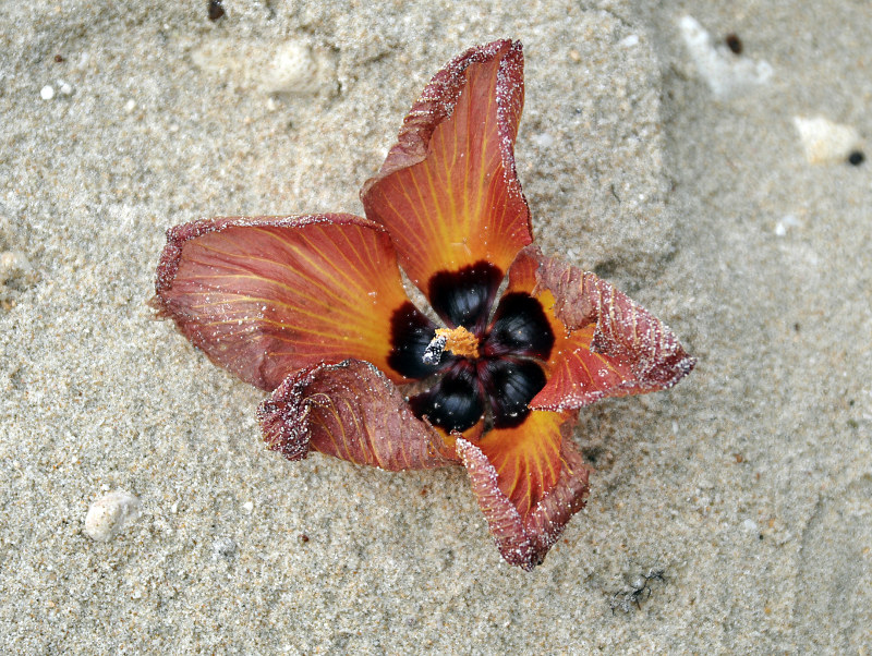 Image of Hibiscus tiliaceus specimen.