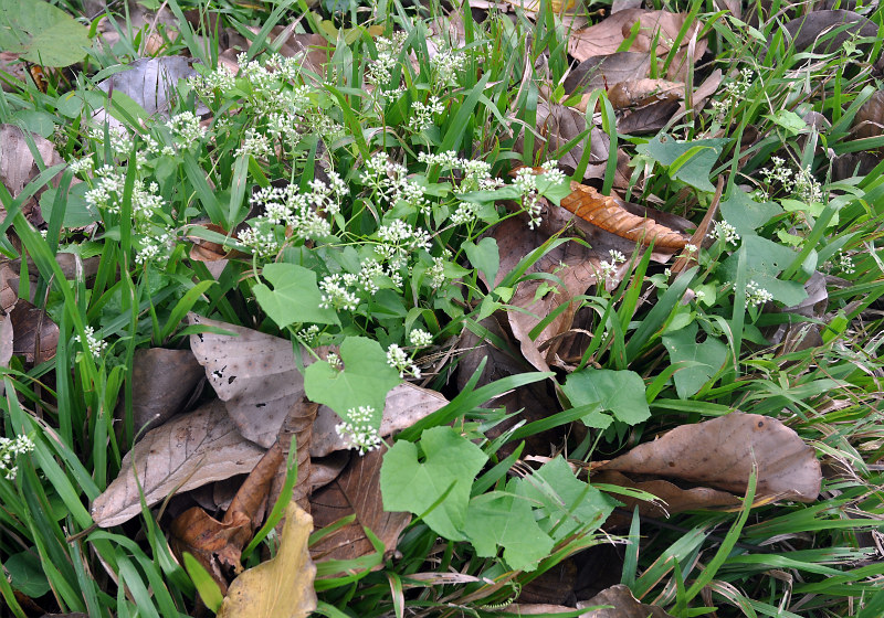 Изображение особи Mikania cordifolia.