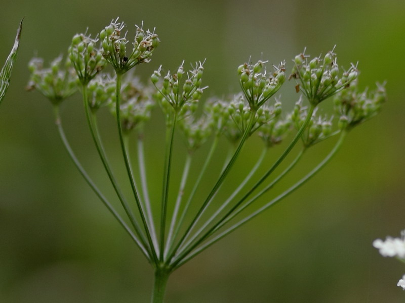 Image of Pimpinella saxifraga specimen.