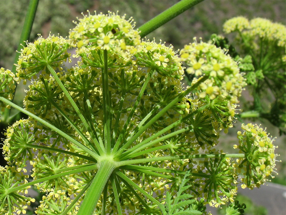 Семейство зонтик. Борщевик соцветие. Зонтичные (Umbelliferae(Apiaceae)). Зонтичные Подмосковья. Ферула растение.
