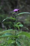 Cirsium helenioides